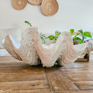 Resin Clam Shell large - Antique White