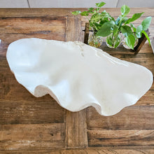 Resin Clam Shell large - Antique White