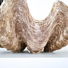 Realistic faux clam shell, large. Coastal bohemian style decor