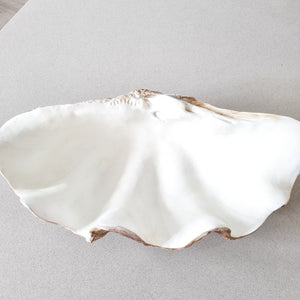 Realistic faux clam shell, large. Coastal bohemian style decor