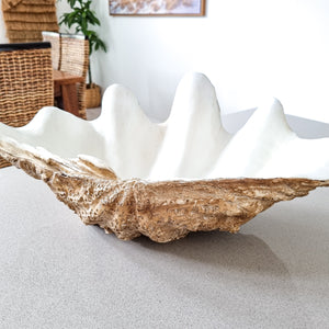 Realistic faux clam shell, large. Coastal bohemian style decor