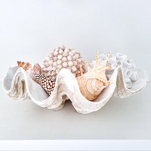 Realistic faux clam shell antique white size medium