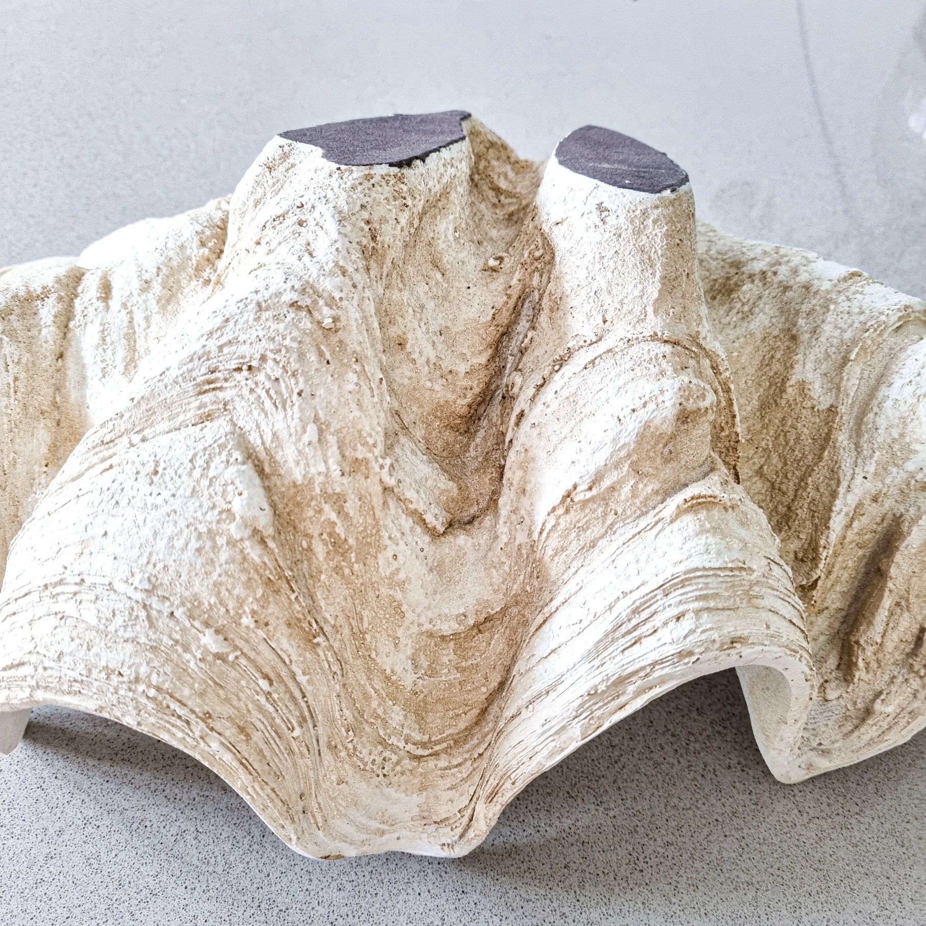 Coastal Clam Shell - Medium- resin – Coastal Boheme Collective