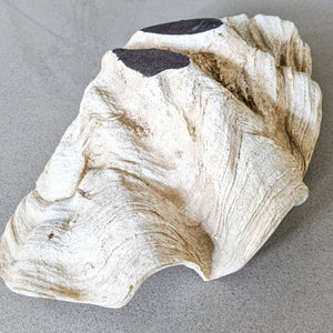 Realistic faux clam shell antique white size medium