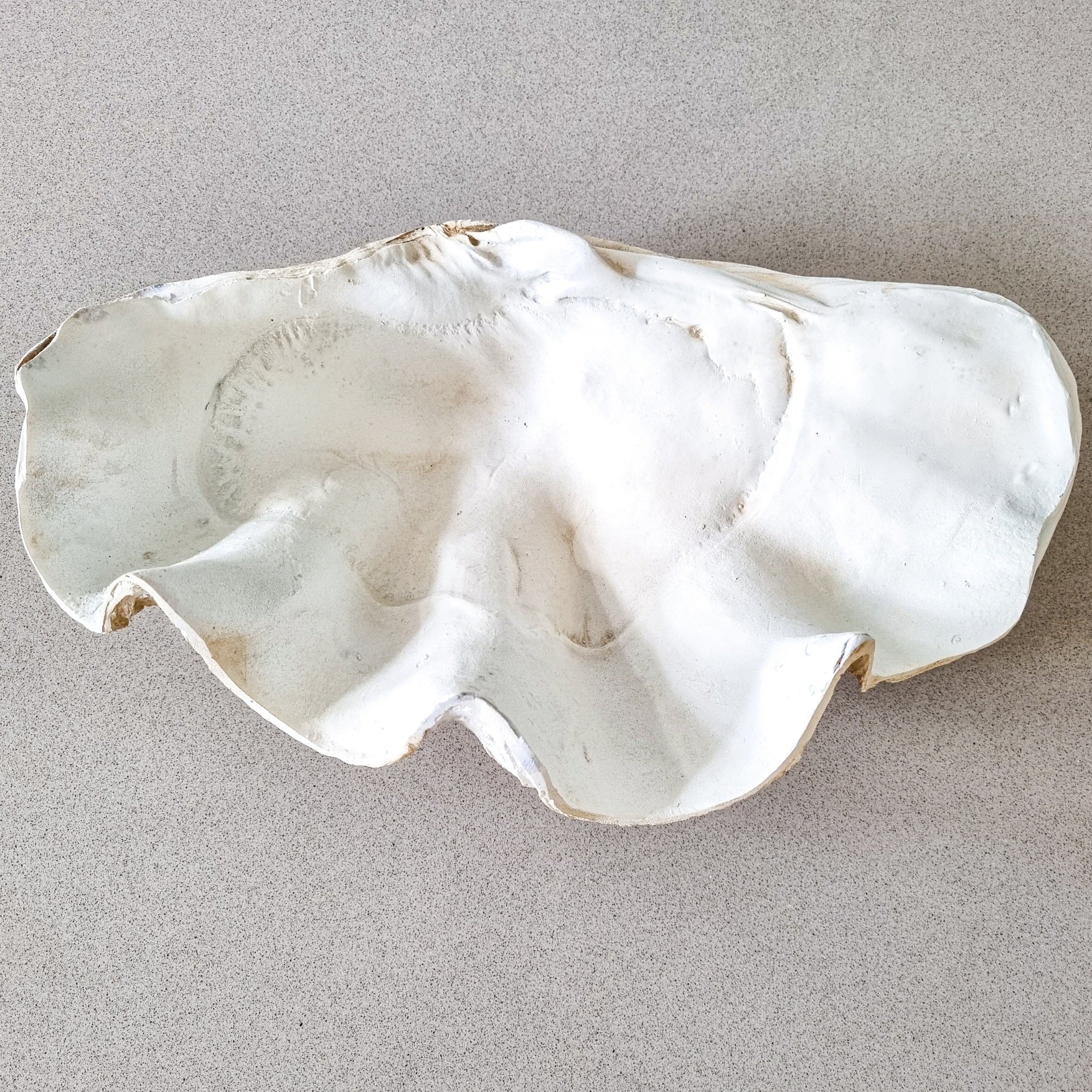 Coastal Clam Shell - Medium- resin – Coastal Boheme Collective