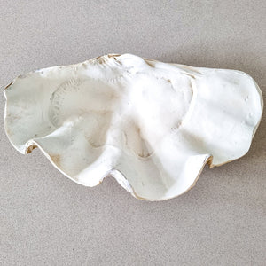Realistic faux clam shell antique white size medium